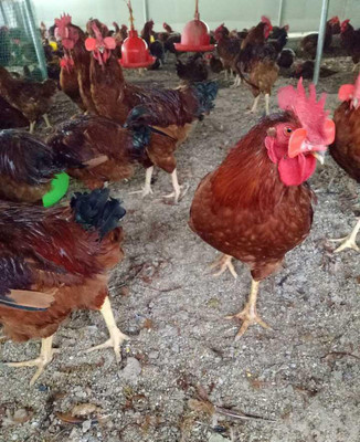 山东嘉祥禽苗孵化厂 优质禽苗供应，助力养殖业发展