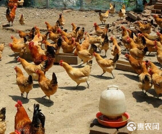 优质蛋鸡苗与特色鸡苗选购指南 从高产绿壳蛋鸡到生态跑山鸡