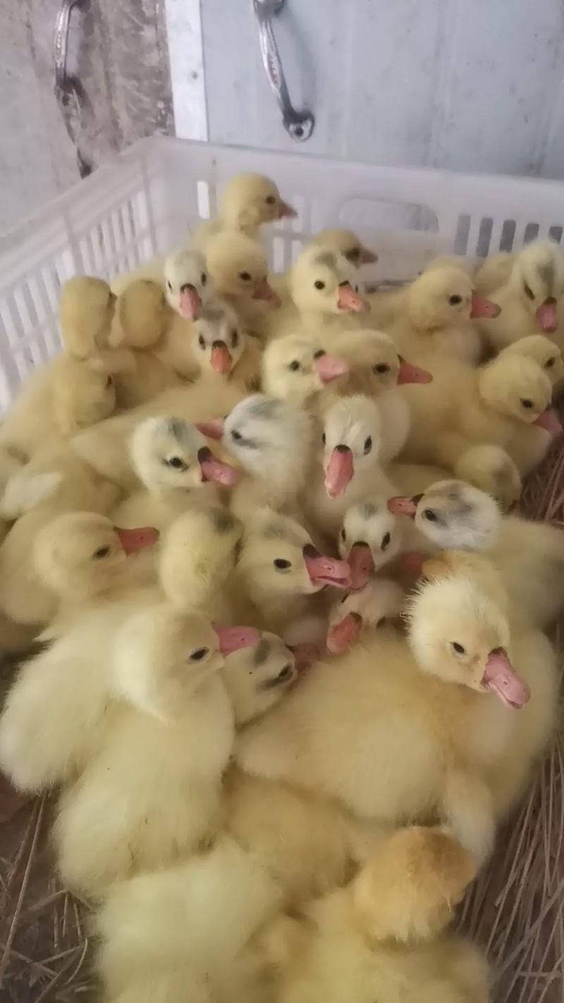 优质禽苗供应商 三花鹅、杂交鹅、金定鸭及番鸭苗出售