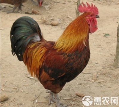 禽苗选购指南 红瑶、青脚与瑶山土鸡母苗的品种特色与养殖要点