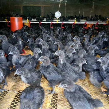 鑫鑫禽苗销售 专业提供优质鸡苗与禽类产品，打造惠农网信赖平台