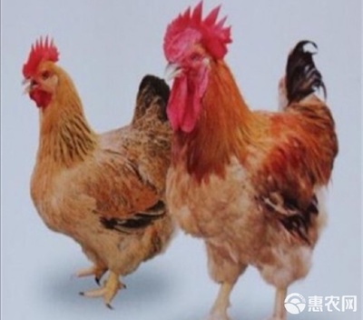 常见家禽品种介绍 K9、快大红、快大黄与九斤黄鸡苗