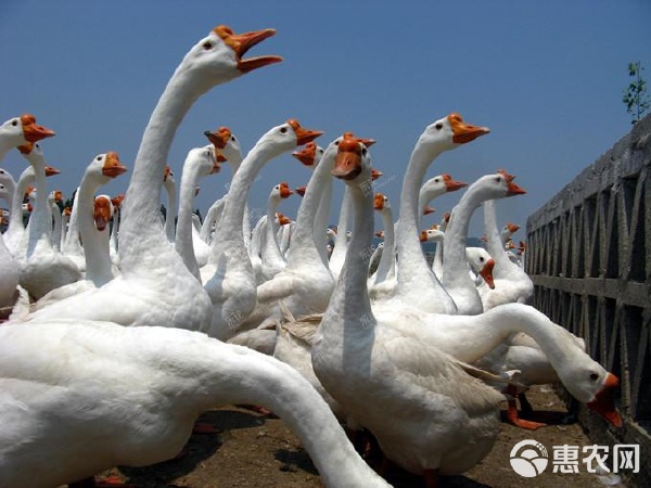 优质白鹅苗 包邮到家、疫苗齐全、品质保证的禽苗选择