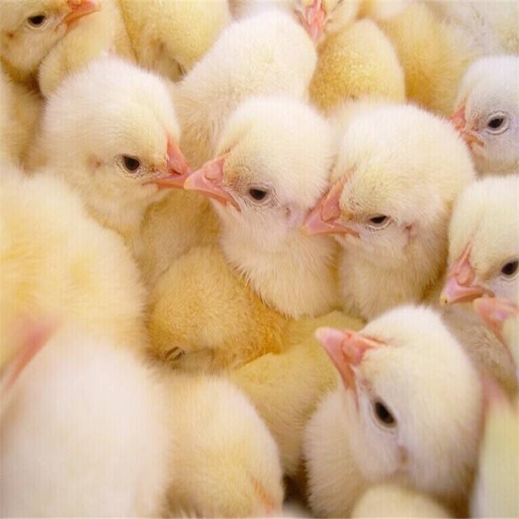 广西南宁珍珠鸡苗养殖场批发指南 优质禽苗助力特色养殖