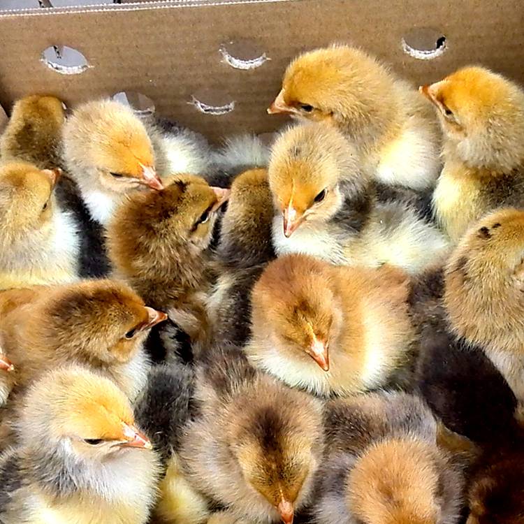 贵州882鸡苗批发价格解析 包打疫苗与高成活率的可靠禽苗