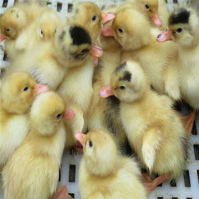 阳江朗德鹅苗、马岗鹅苗孵化基地品种多，龙发禽苗品类齐全