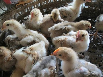 广西大型贵州鸡苗生产基地 南宁市跃龙禽苗销售部全方位解析