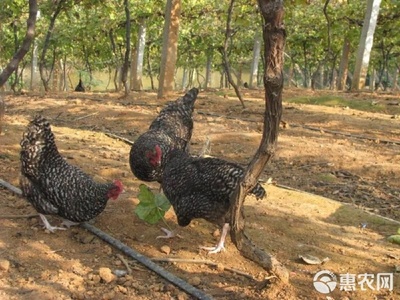 芦花鸡苗养殖指南 疫苗全包与品质保障的双重承诺