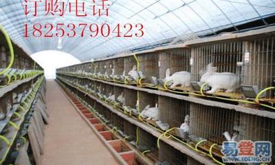 芜湖市獭兔养殖技术要点与2014年市场供求信息解读