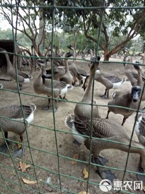 马岗鹅苗 品质承诺，假一赔十的禽苗选择