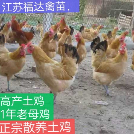 红公鸡 乡村画卷中的自然至美