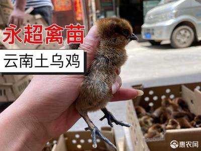 云南土鸡苗价格透视 2只起售背后的市场逻辑与养殖机遇