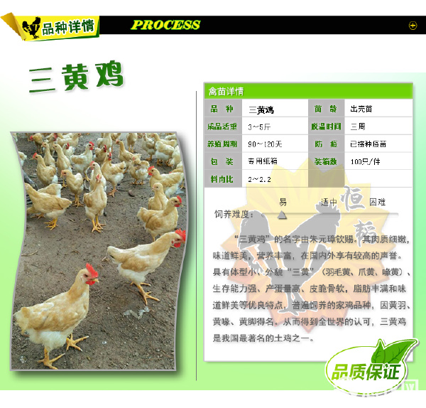 正规三黄鸡苗与土鸡苗批发指南 优质禽苗的选择与养殖要点
