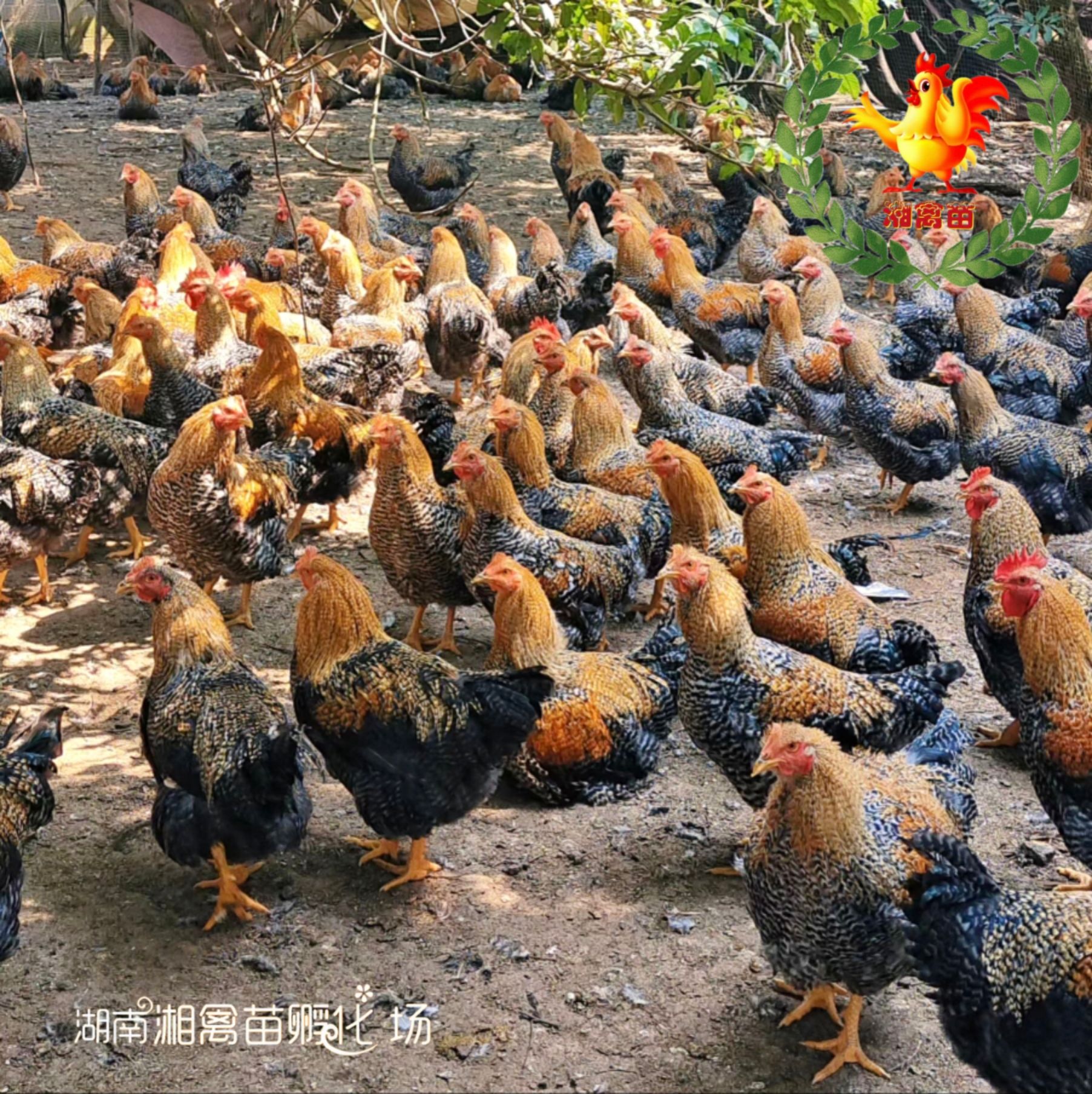 9/只 出售金芦花鸡苗公鸡适合放养土鸡量大优惠