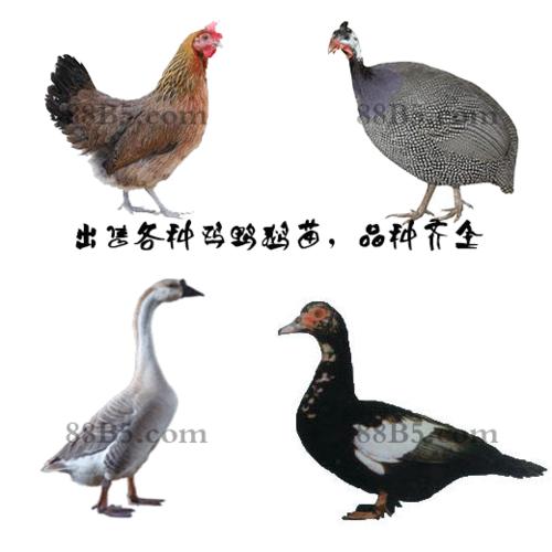 产品名称鸡苗,鸭苗,鹅苗,禽苗面向地区四川 成都合作地点全国狮德禽业