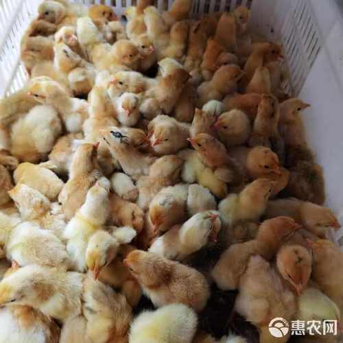 [土鸡苗批发]苏禽土鸡,改良3号价格2.8元/只 - 惠农网
