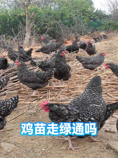 鸡苗作为活禽幼体,其认定关键在于是否具备繁殖能力:\n\n* 出壳72小时